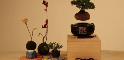 浮かんでる…！？  盆栽が進化、宙に浮かぶ「Air Bonsai」