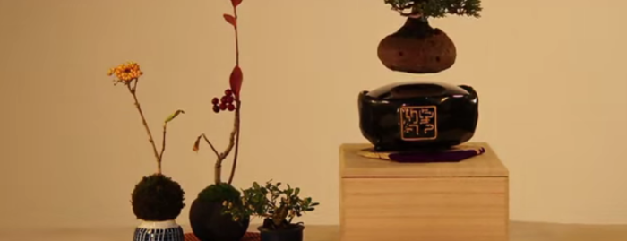 浮かんでる…！？  盆栽が進化、宙に浮かぶ「Air Bonsai」