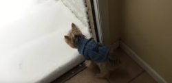 【初雪】「なんだよこれ……」そんな声が聞こえてきそうな初めて雪を見た犬の反応