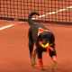 テニスの試合にボールドッグ登場！元捨て犬達がブラジルOPで大活躍