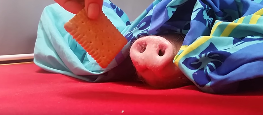 【嗅覚が何かを捉えた】毛布にくるまっている豚にクッキーをあげてみた　画像２