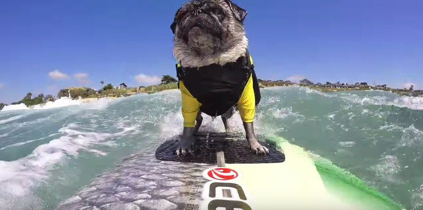 【GoPro×パグ】サーフィンを楽しむ波乗りワンコに大注目！　画像２