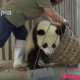 飼育員の清掃を全力で邪魔する子パンダがカワイイと話題に…！