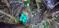【監視カメラ】鳥の卵を撮影中に、厳しい自然の掟が映り込む瞬間……！