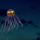 エイリアン！？ マリアナ海溝、深海３７００mで発見された新種のクラゲ！