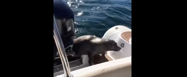 シャチの群れに捕食されかけていたアザラシ、通りかかった人間のボートに逃げ込む！