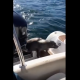 シャチの群れに捕食されかけていたアザラシ、通りかかった人間のボートに逃げ込む！