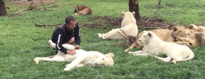 ホワイトライオンを撫でていた男性、背後からヒョウに襲われそうになるもトラに救われる！