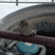 【ほっこり】低温のために鉄パイプに足がくっついてしまったスズメの救助！！