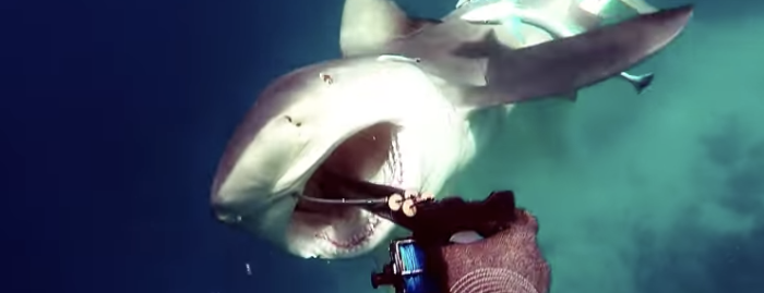 【衝撃映像】スピアフィッシング中に鮫に襲われる！ スピアを口にブチ込み返り討ちに……！