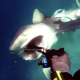 【衝撃映像】スピアフィッシング中に鮫に襲われる！ スピアを口にブチ込み返り討ちに……！