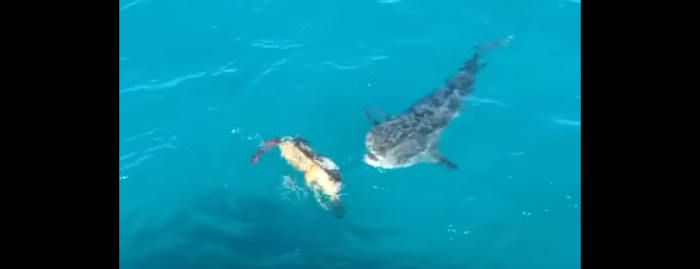 【熾烈な攻防】サメの攻撃を何度も防いだウミガメの戦術とは……！？