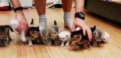 【Twitterで話題】子猫を一列に並べるのがいかに難しいかわかる動画【ほか一本】