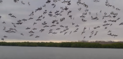 ウミドリの大群が一斉に水面に突っ込む狩りの瞬間が壮絶！！