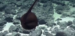 【深海】変形するオタマジャクシみたいな謎の生物が発見される！？