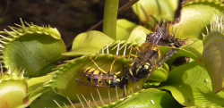 【自然】食虫植物「ハエトリグサ」がスズメバチを捕食する瞬間……！！