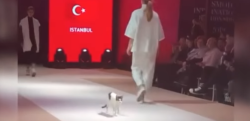 ファッションショーに猫が乱入！ 「キャットウォーク」を猫が歩く！？