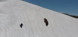 雪の絶壁を登る親子グマ！ しかし子グマは傾斜に負けて滑り落ちてしまう