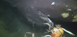 【貴重】深海を泳ぐ最大級の鮫「オンデンザメ」をカメラが捉えた瞬間！！