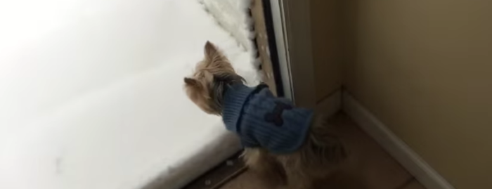 【初雪】「なんだよこれ……」そんな声が聞こえてきそうな初めて雪を見た犬の反応
