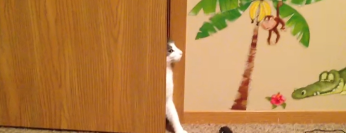 【ミッション失敗！？】ドアの隙間からそろ～りと現れた猫だが・・・（笑）