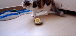 【レモンVSネコ！？】ひたすらレモンに猫パンチをお見舞いする