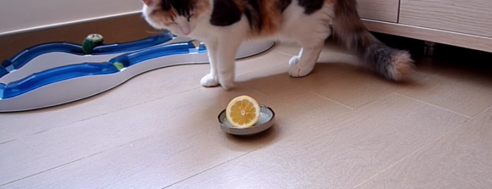 【レモンVSネコ！？】ひたすらレモンに猫パンチをお見舞いする