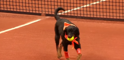 テニスの試合にボールドッグ登場！元捨て犬達がブラジルOPで大活躍