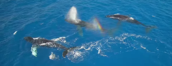 【絶景】優雅に泳ぐザトウクジラたちをドローンで撮影した映像が美しすぎる！