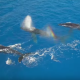 【絶景】優雅に泳ぐザトウクジラたちをドローンで撮影した映像が美しすぎる！