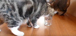 【愛猫家必見】日本のYoutuberが考えた「ネコの利き手を調べる方法」が海外で話題に！