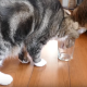 【愛猫家必見】日本のYoutuberが考えた「ネコの利き手を調べる方法」が海外で話題に！