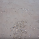 【閲覧注意】砂浜からにょきにょきと姿を現す大量のアレがおぞましすぎる件！