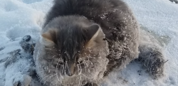 【極寒のロシア】足が凍りついて地面に固まってしまったネコを救出！