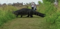 もはや恐竜にしかみえない！ フロリダの巨大すぎるアリゲーターが話題に…！！
