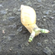 【閲覧注意】カタツムリをのっとってしまう寄生虫「ロイコクロリディウム」がうごめいている映像！