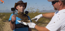 「ミツバチはむやみに人を襲わない」検証してみた結果、大変なことに……！！