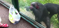 【ここに注いでくれ】賢すぎる！ 客に指示を与えてジュースを飲むチンパンジー！