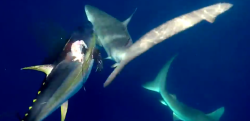 仕留めたマグロを狙ってくるサメ！ 漁師、２匹のサメをナイフでブッ刺し追い払う！