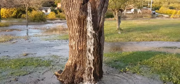 自然の神秘！ まるで滝のように木から大量の水が流れ落ちる現象！