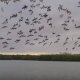 ウミドリの大群が一斉に水面に突っ込む狩りの瞬間が壮絶！！