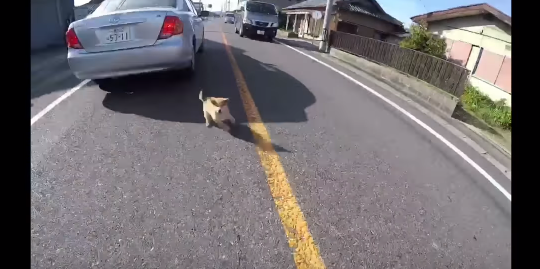【Twitterで話題】車道で逃げ惑う柴の子犬を助けた女子ライダー！