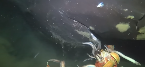 【貴重】深海を泳ぐ最大級の鮫「オンデンザメ」をカメラが捉えた瞬間！！